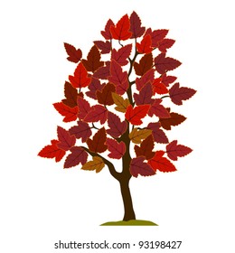 Autumn maple