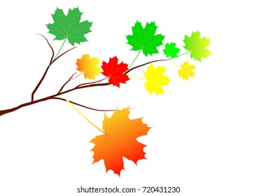 autumn maple branch