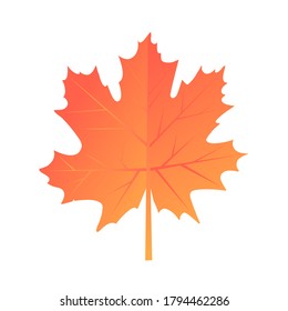 Autumn maple falling leaf. Vector realistic illustration. Bight colors. White background.