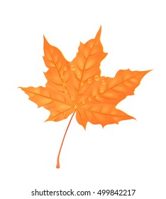 Autumn maple foliage. Creative vector illustration. Orange leaf with water drops. Design element. Cartoon style
