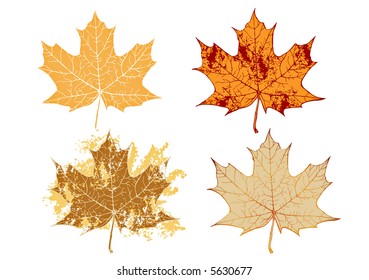 Autumn Maple Grunge Leavesvector Sketch Variants Stock Vector (Royalty