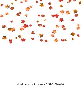 Autumn maple leaf color maple leaves on a white background.