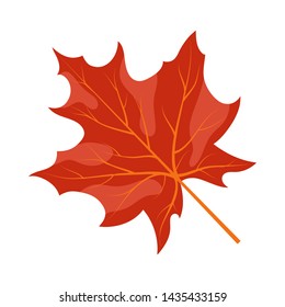 Hoja de arce otoñal. Colección Caída. Ilustración vectorial.