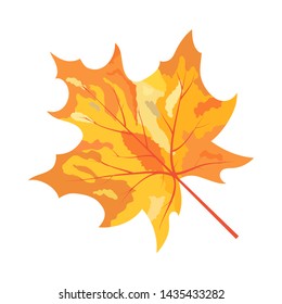 Autumn Maple Leaf. Fall Collection. Vector illustration.