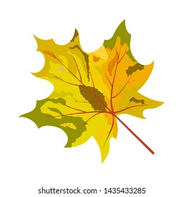 Autumn Maple Leaf. Fall Collection. Vector illustration.