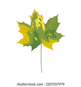 Autumn maple leaf. Leaf fall. Vector illustration.
