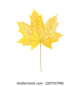 Autumn maple leaf. Leaf fall. Vector illustration.
