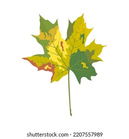 Autumn maple leaf. Leaf fall. Vector illustration.