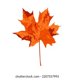 Autumn maple leaf. Leaf fall. Vector illustration.