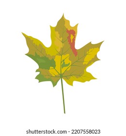 Autumn maple leaf. Leaf fall. Vector illustration.