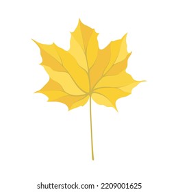 Autumn maple leaf. Leaf fall. Vector illustration.