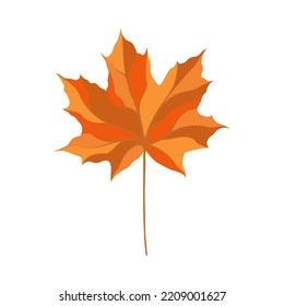 Autumn maple leaf. Leaf fall. Vector illustration.