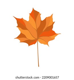Autumn maple leaf. Leaf fall. Vector illustration.