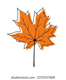 Autumn maple leaf. Autumn leaf fall. Vector illustration.