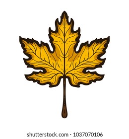 Autumn maple leaf. Hand drawn colored  sketch style. One of vector illustration collection  