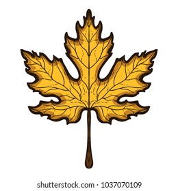 Autumn maple leaf. Hand drawn colored  sketch style. One of vector illustration collection  