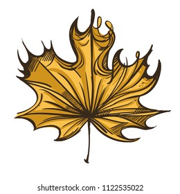 Autumn maple leaf in hand drawn, doodle style. Decorative plant element for greeting cards, invitations and much more. Vector illustration isolated on white background.