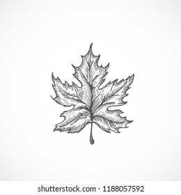 Autumn Maple Leaf Hand Drawn Vector Illustration. Abstract Botanical Sketch. Isolated.