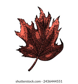 autumn maple leaf hand drawn. leaves vector, autumn maple leaf vector sketch. isolated color illustration