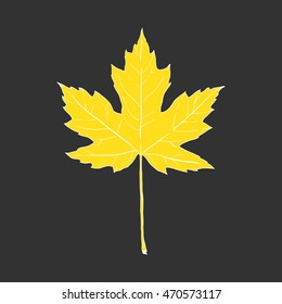 Autumn maple leaf. Hand drawn