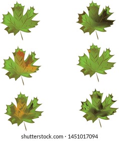 Autumn maple leaf isolated on a white background. Vector illustration