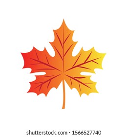 Autumn Maple Leaf Isolated on a White Stock Vector