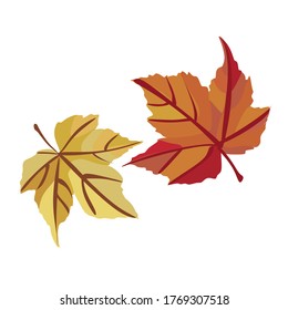 Autumn maple leaf isolated on a white background.2 autumn maple leaves.Autumn Designer Collection Red and yellow autumn