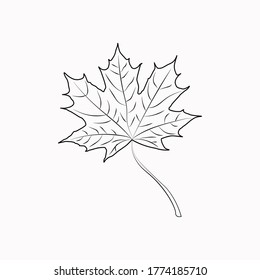 hoja de arce de otoño aislada en fondo blanco. Vector.