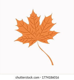 Ahornblatt im Herbst einzeln auf weißem Hintergrund. Vektorgrafik.