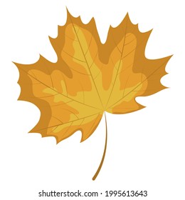 Autumn maple leaf isolated on white background. Vector illustration.