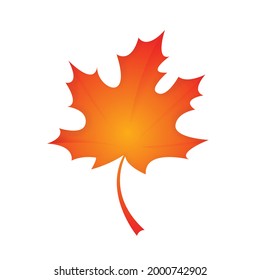 Autumn maple leaf isolated on a white background