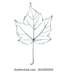 Hojas de arce de otoño aisladas en fondo blanco. Dibujo simple de un vector de estilo plano de caricatura.
