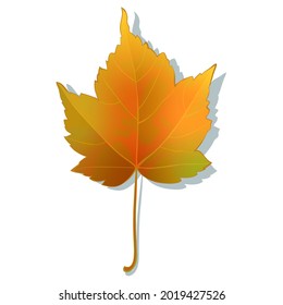 Autumn maple leaf isolated on white background. Simple cartoon flat style vector illustration.