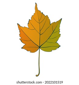 Autumn maple leaf isolated on white background. Simple cartoon flat style vector illustration.