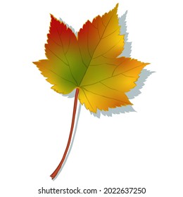 Autumn maple leaf isolated on white background. Simple cartoon flat style vector illustration.
