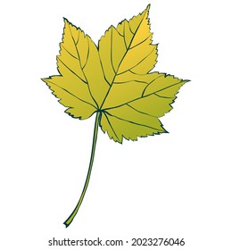 Autumn maple leaf isolated on white background. Simple cartoon flat style vector illustration.