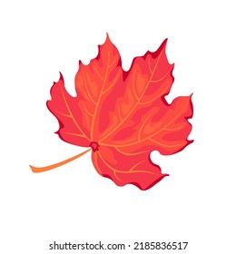 Autumn maple leaf isolated on white background. Vector cartoon botanical illustration, icon.