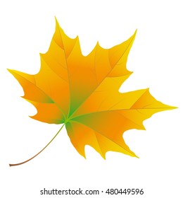 Autumn maple leaf isolated on white background. Orange and green color.