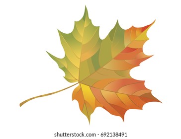 Autumn maple leaf isolated on white background. Vector
