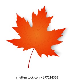 Autumn maple leaf isolated on a white background. Vector illustration