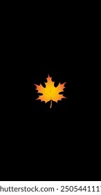 Hoja de arce de otoño sobre un fondo negro. Fondos de pantalla minimalistas para tu smartphone.