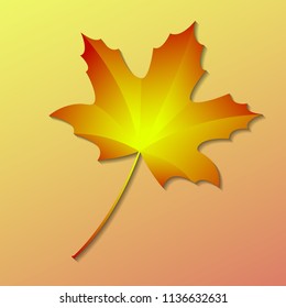 autumn maple leaf on a warm background