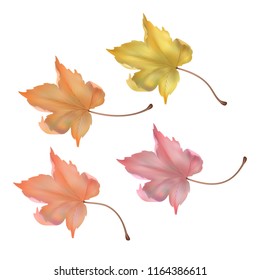 Autumn maple leaf on white background. Vector illustration