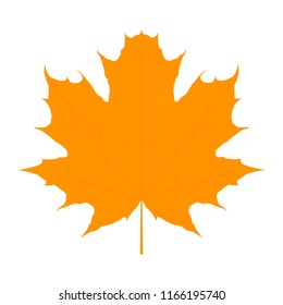 Autumn maple Leaf on white background
