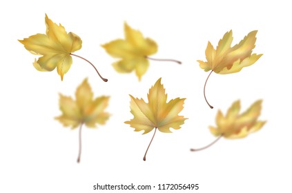 Autumn maple leaf on white background. Vector illustrations with clear and blurred items