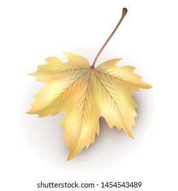 Autumn maple leaf on white background. Vector illustrations
