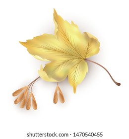 Autumn maple leaf on white background. Vector illustrations