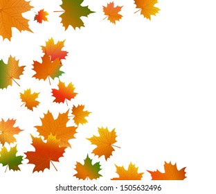 Autumn maple leaf on a white background