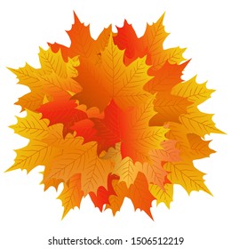 Autumn maple leaf on a white background