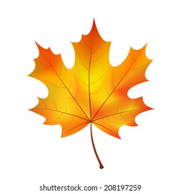 autumn maple leaf on a white background